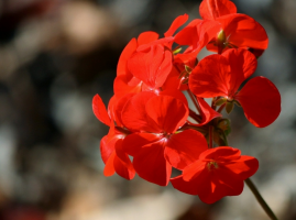 Bedding Plants (Annuals)