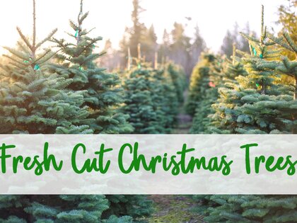 Fresh Cut Christmas Trees