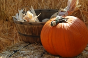 Giant pumpkins Giant pumpkins