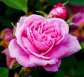 Ways with roses Ways with roses