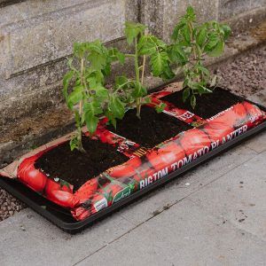 Greenhouse grow bags Garden tips Swarkestone Nursery Garden