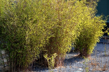 How to control and cut bamboo