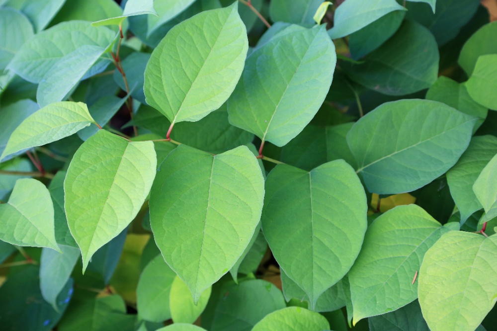 How to get rid of Japanese knotweed - Swarkestone Nursery & Garden ...