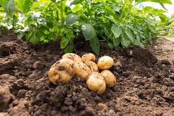 Now is the time to plant seed potatoes