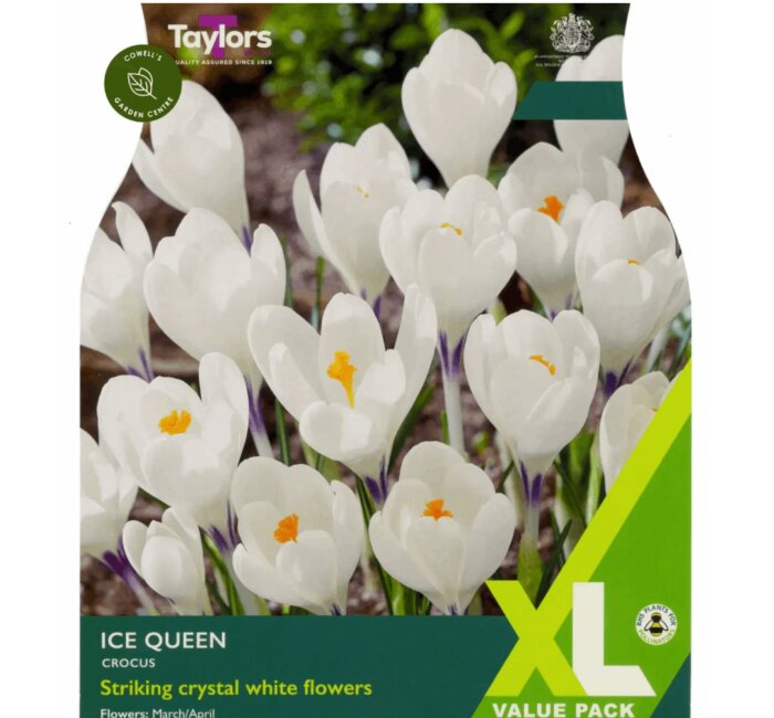 Bulbs - Ice Queen crocus