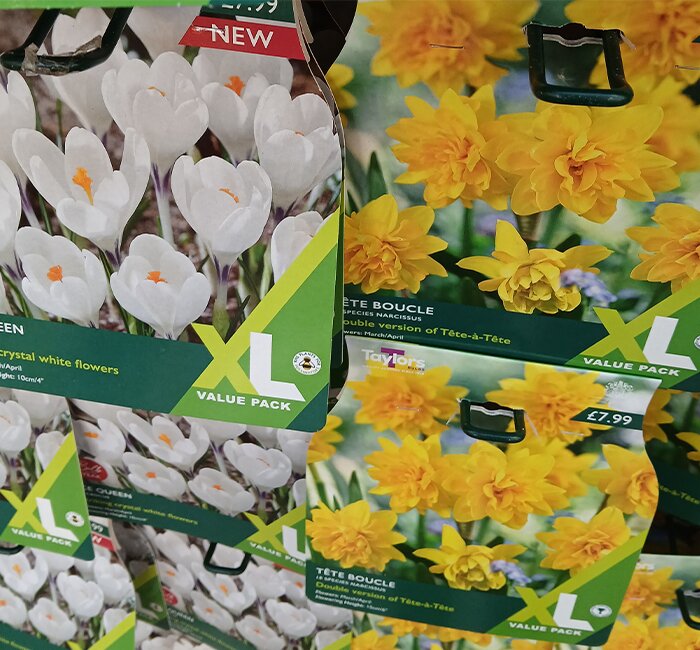 Bulbs - Ice Queen crocus and Tete Boucle
