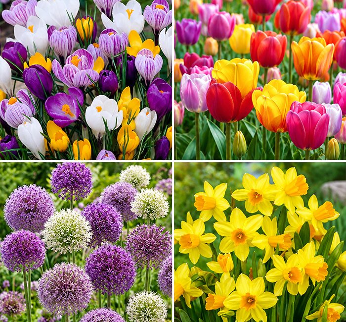 Bulbs - Mix and Match