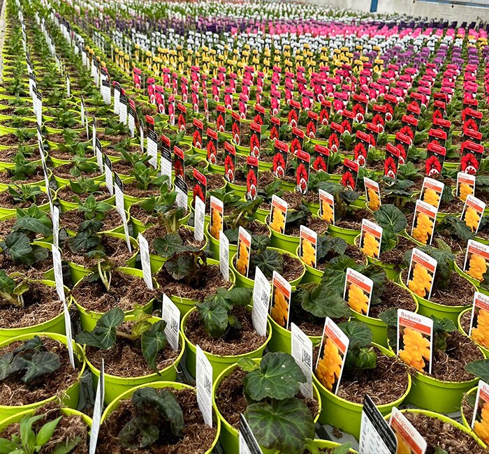Plants - 10.5cm Bedding plants