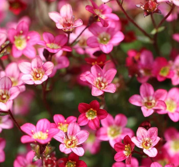 Plants - Alpine Plants