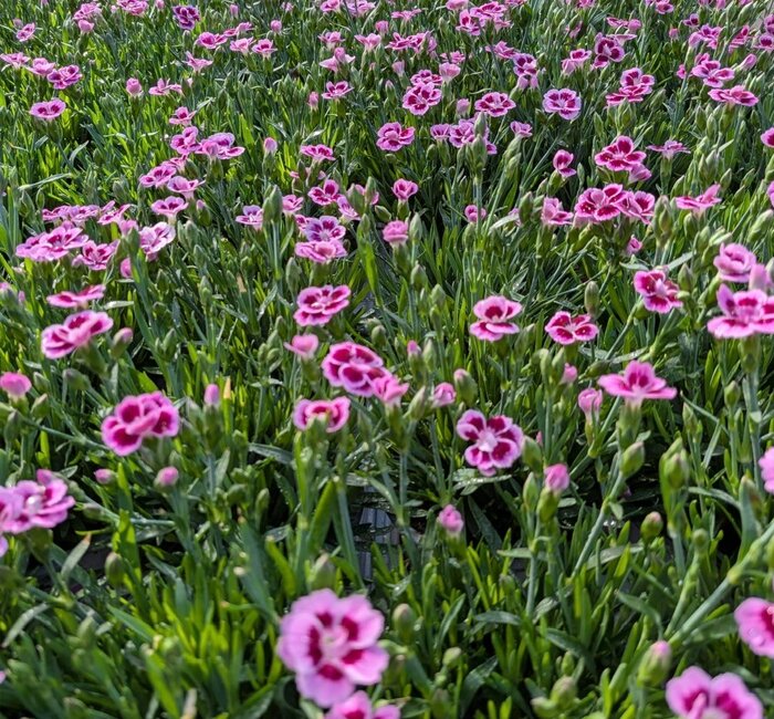 Plants - Dianthus Pink Kisses