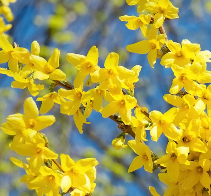 Plants - Forsythia