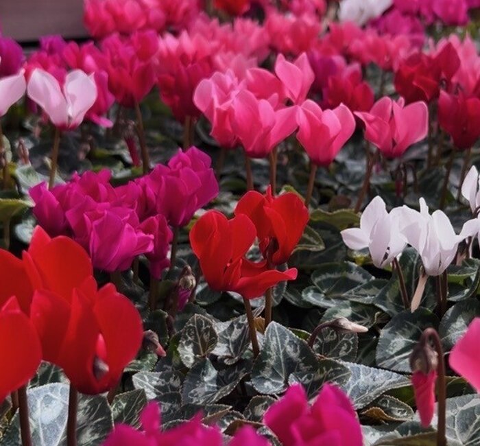 Plants - Mini cyclamen