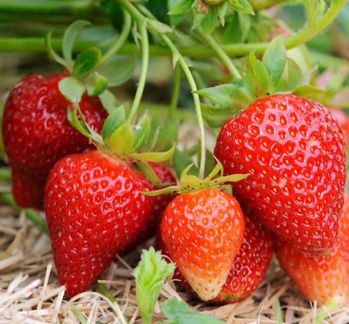Plants - Strawberry Plants