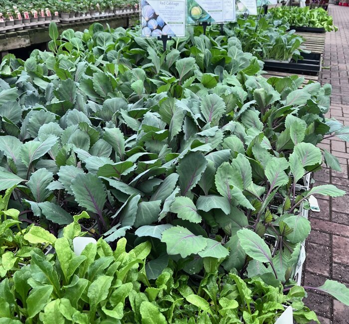 Plants - Vegetable packs