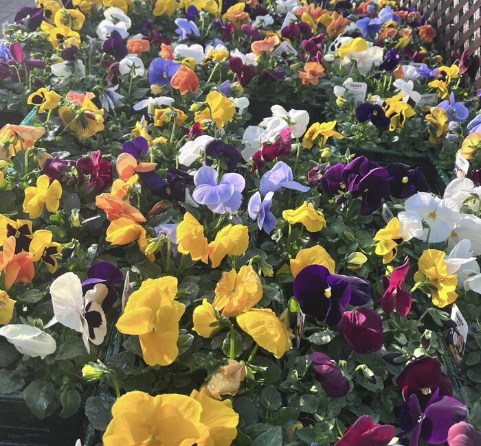Plants - Winter bedding packs