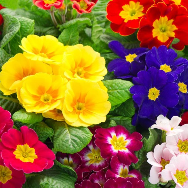 Primroses