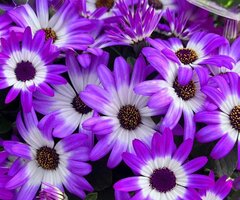 Bedding and Hanging Basket Plants