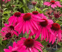 Herbaceous Perennials