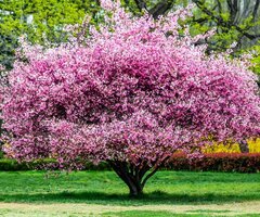 Ornamental and Fruit Trees
