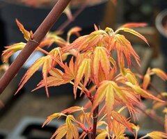 Ornamental and Fruit Trees