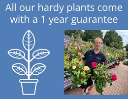 Plants
