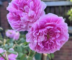 Roses