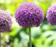 Spring Flowering Bulbs